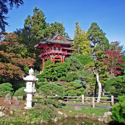 Japanese tea garden