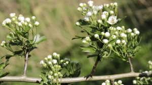 Hawthorn bud