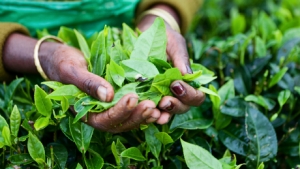 A handful of tea