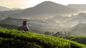 Tea plantation