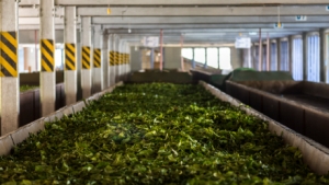 Tea processing