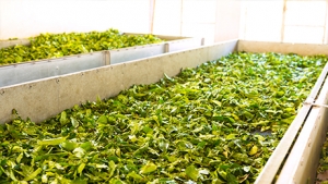 Tea drying