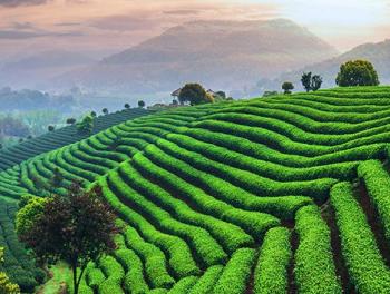 A Tea Journey: from the Mountains to the Table