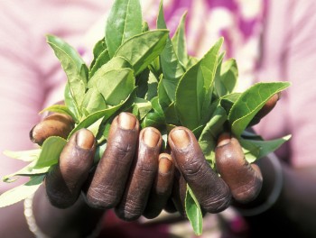 International Tea Day: Trusty cuppa represents ‘crux’ of today’s issues – UN General Assembly president