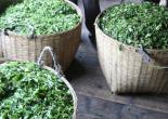 Tea in baskets